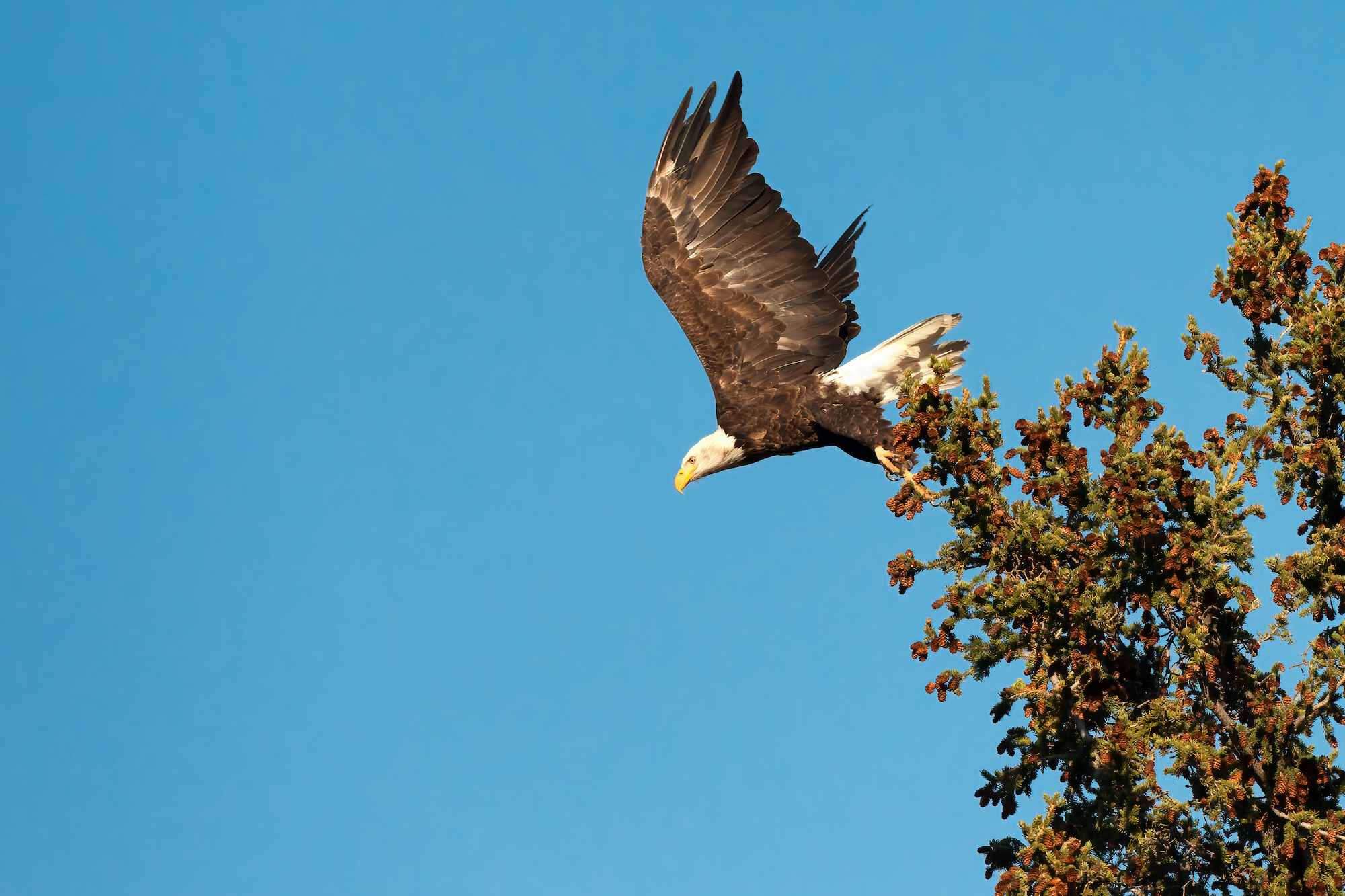 Bald Eagle in flight