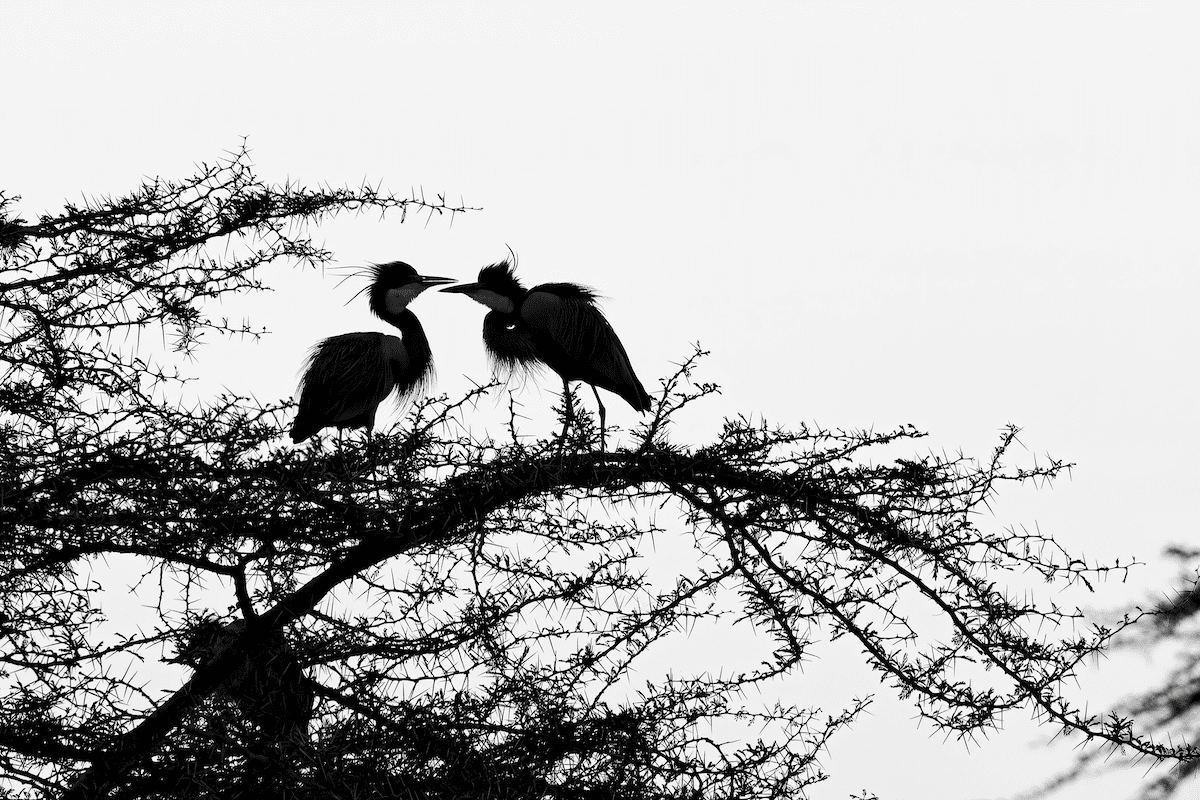 Herons Roosting